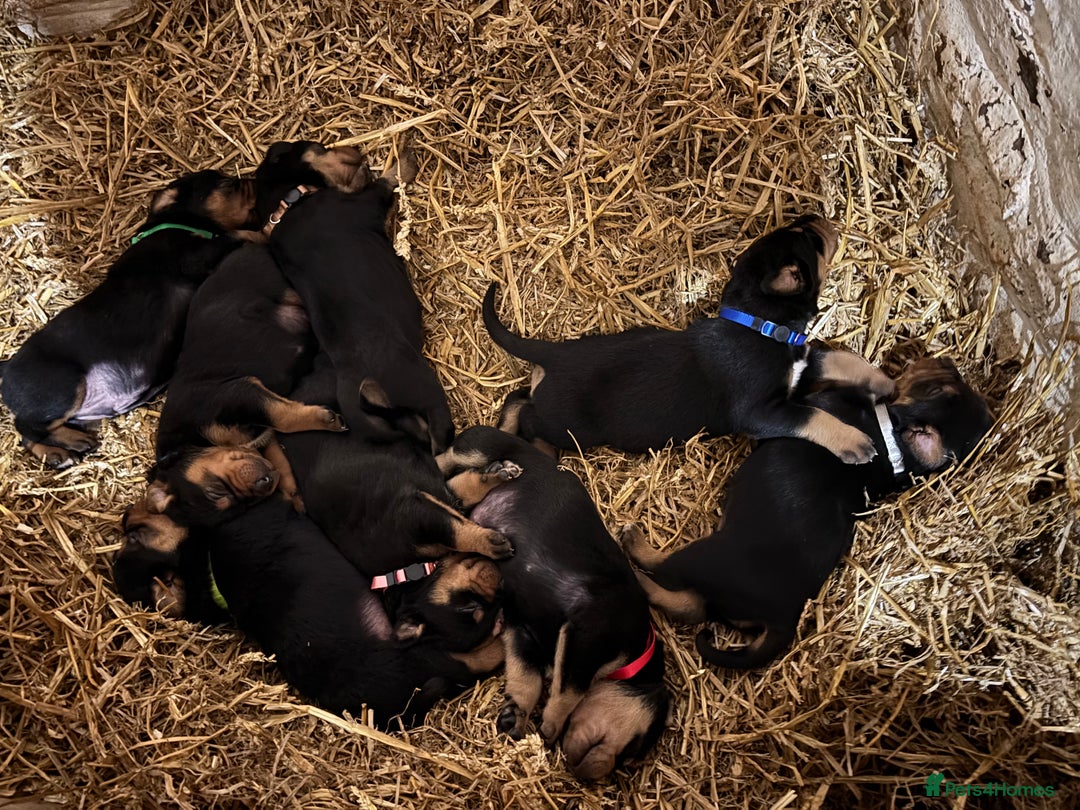 Huntaway dogs for sale: CHUNKY HUNTAWAY PUPPIES FOR SALE  - Image 16