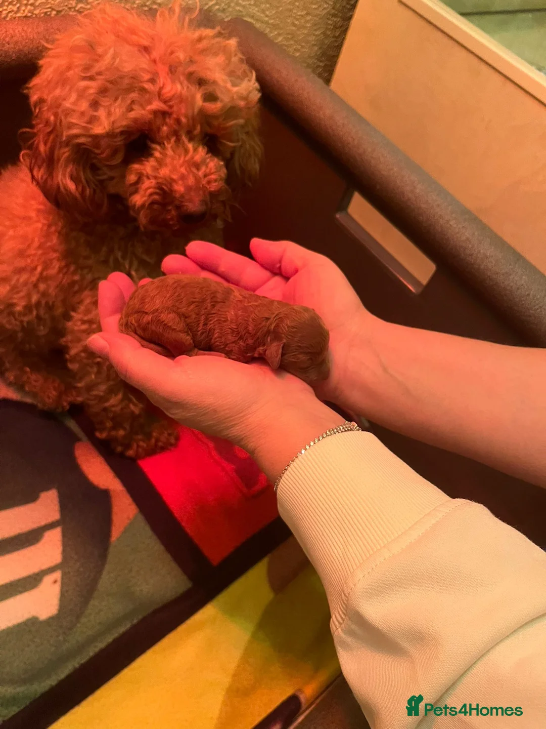 Toy Poodle dogs for sale: Red Toy Poodle  - Advert 11