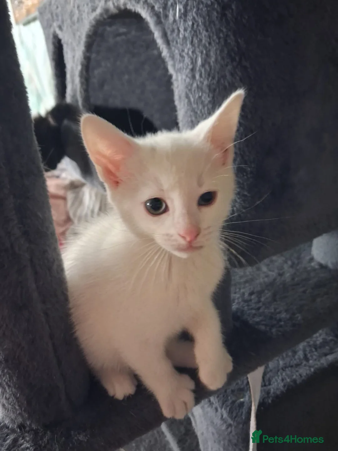 Mixed Breed cats for sale: 3 White 1 Black Kittens in Sunderland - Advert 16