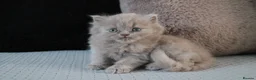 British Shorthair cats for sale: TICA British Shorthair & Longhair Kittens  - Advert 7