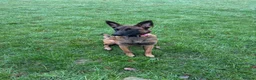 Belgian Shepherd Dog dogs for sale: Belgian malinois female - Advert 5