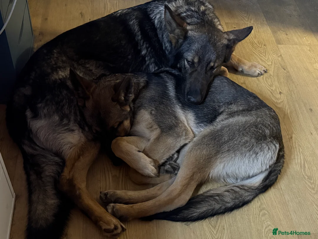 German Shepherd dogs for sale: 2 German shepherds - Advert 5