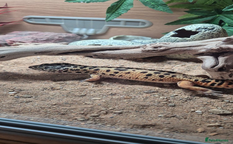 Leopard Gecko reptiles - Advert 1
