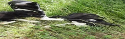 Border Collie dogs for sale: 4 adorable puppies for sale - Advert 18