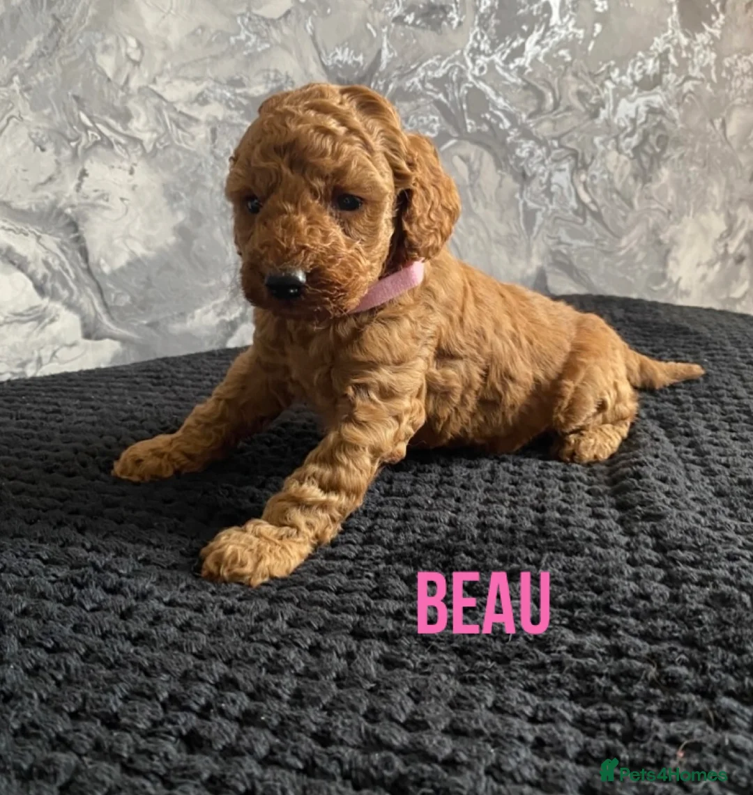 Miniature Poodle dogs for sale: Stunning Full Pedigree Red Minature Poodles  in Oldham - Advert 1