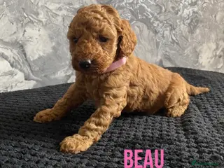 Miniature Poodle dogs Stunning Full Pedigree Red Minature Poodles - Advert 1