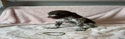 German Shorthaired Pointer dogs for sale: Gorgeous German Short Haired Pointer - Advert 2