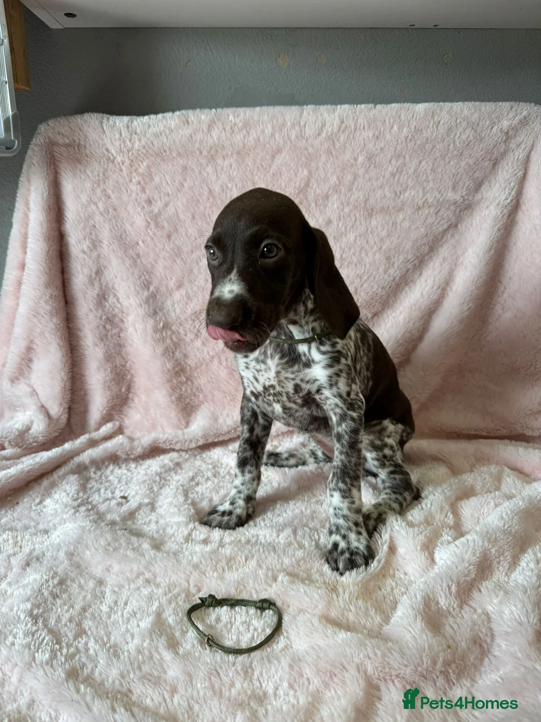 German Shorthaired Pointer dogs for sale: Gorgeous German Short Haired Pointer - Advert 2