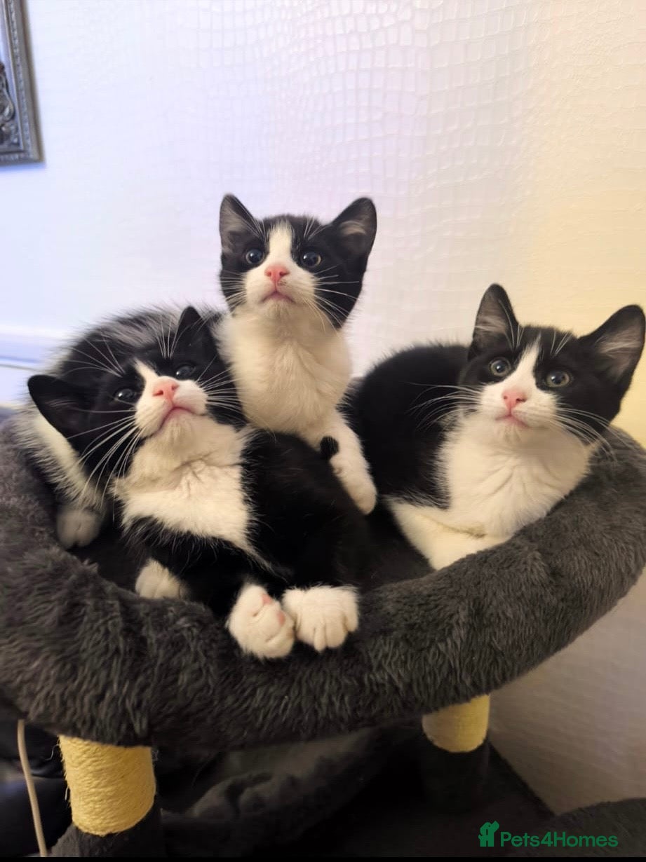 Mixed Breed cats Cute kittens  - Advert 3
