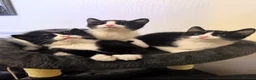 Mixed Breed cats for sale: Cute kittens  - Advert 4