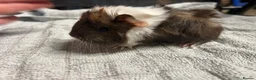 Guinea Pig rodents for sale: beautiful friendly guinea pigs to reserve  - Advert 12