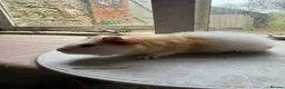 Guinea Pig rodents for sale: 3 boys looking for new homes! - Advert 3