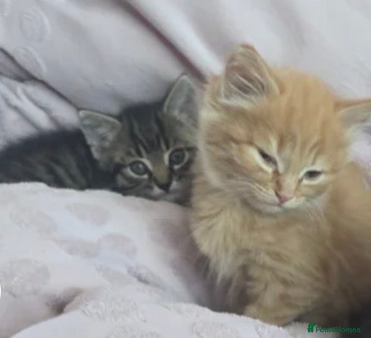 Mixed Breed cats Kittens for rehoming 1 boy 1 girl lovely colours  - Advert 13