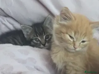 Mixed Breed cats Kittens for rehoming 1 boy 1 girl lovely colours - Advert 9