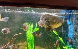 Cichlids fish for sale: Beautiful Oscar & Red Terror Cichlids 8-9inches - Image 3