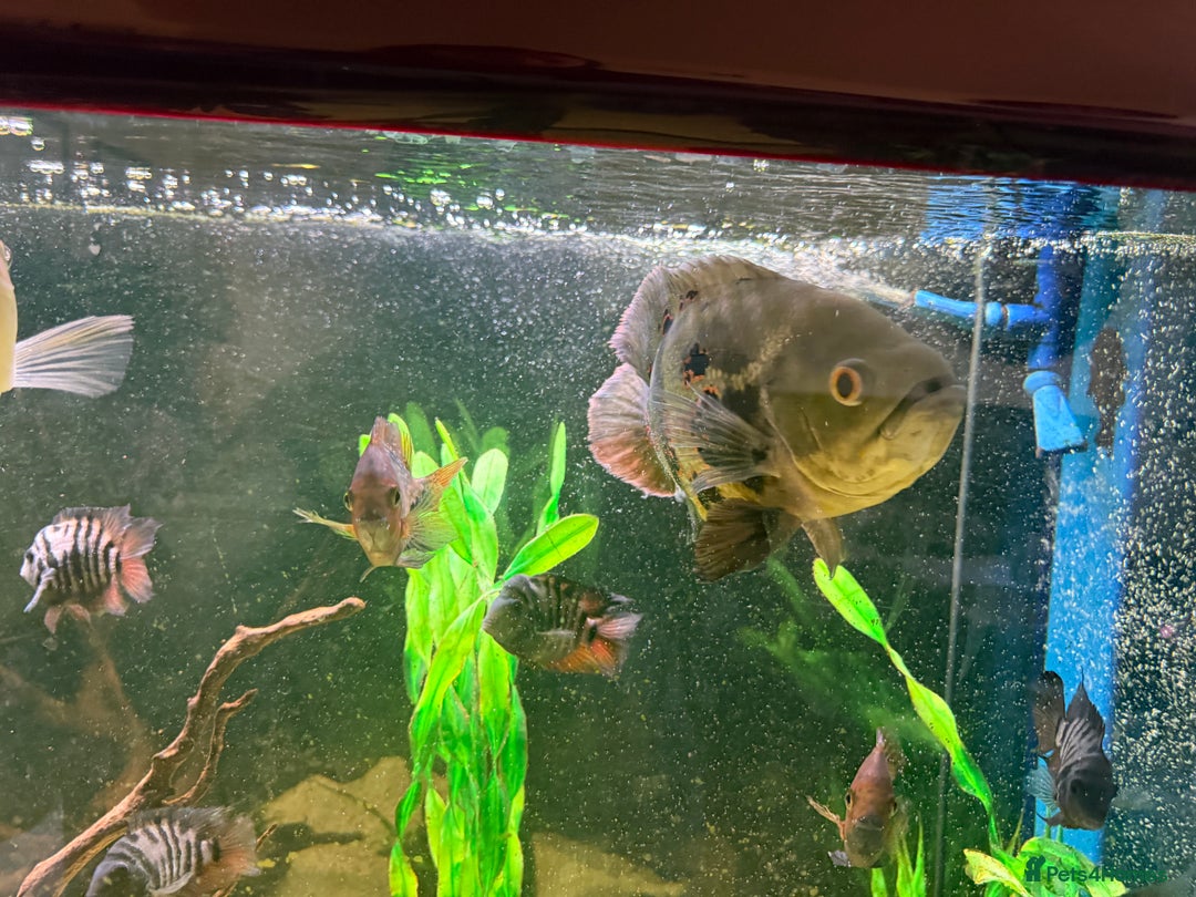Cichlids fish for sale: Beautiful Oscar & Red Terror Cichlids 8-9inches - Image 3