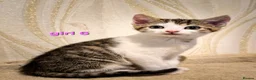 Mixed Breed cats for sale: 8 Adorable Kittens Looking for Their New Homes - Advert 12