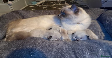 Ragdoll cats - Advert 14