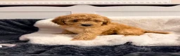 Cavapoochon dogs for sale: Beautiful Cavapoochon Puppies For Sale Kent  - Advert 6