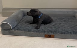 Staffordshire Bull Terrier dogs for sale: Champion sired blue Staffy pups - Image 10