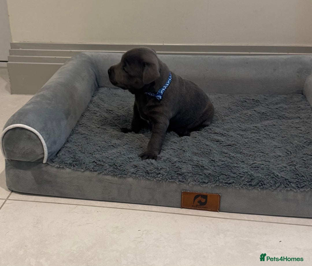 Staffordshire Bull Terrier dogs for sale: Champion sired blue Staffy pups - Image 10