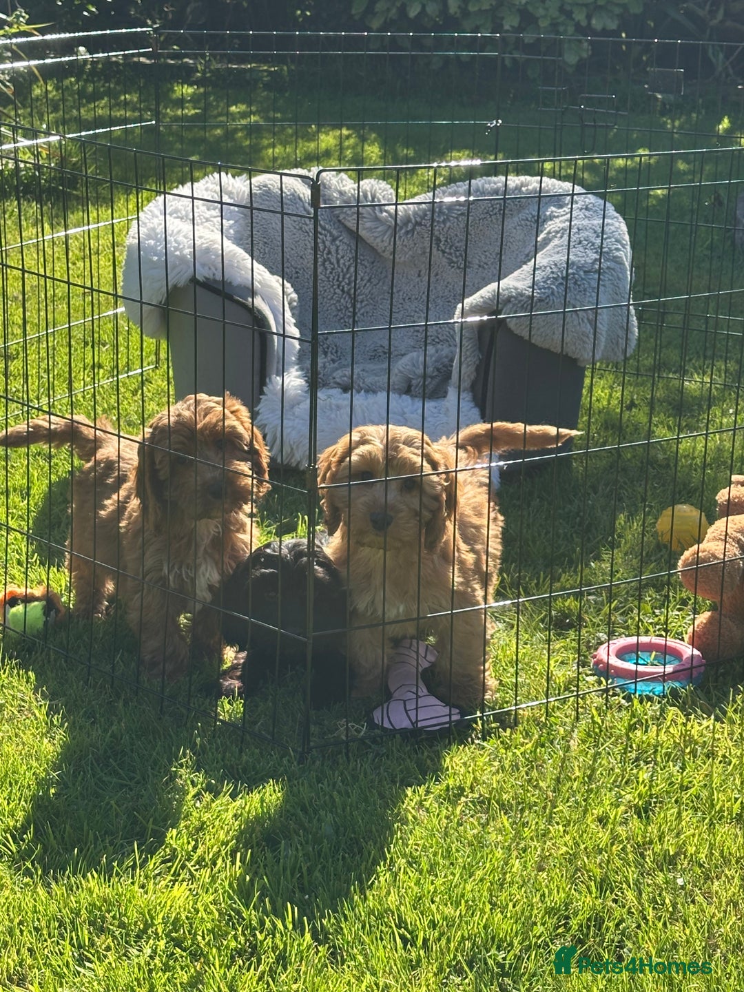 Cockapoo dogs for sale: Cockapoo babies  - Image 6