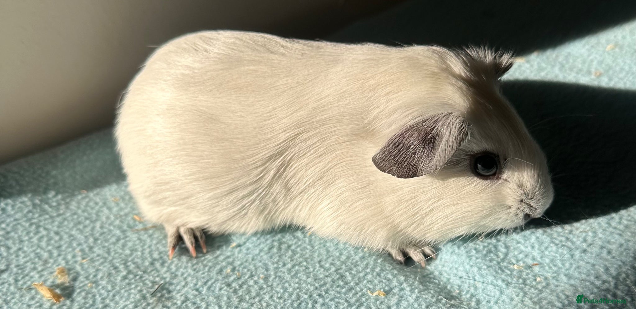 Guinea Pig rodents 6 week old baby guinea pigs  - Advert 2