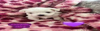 Maltese Puppy 3
