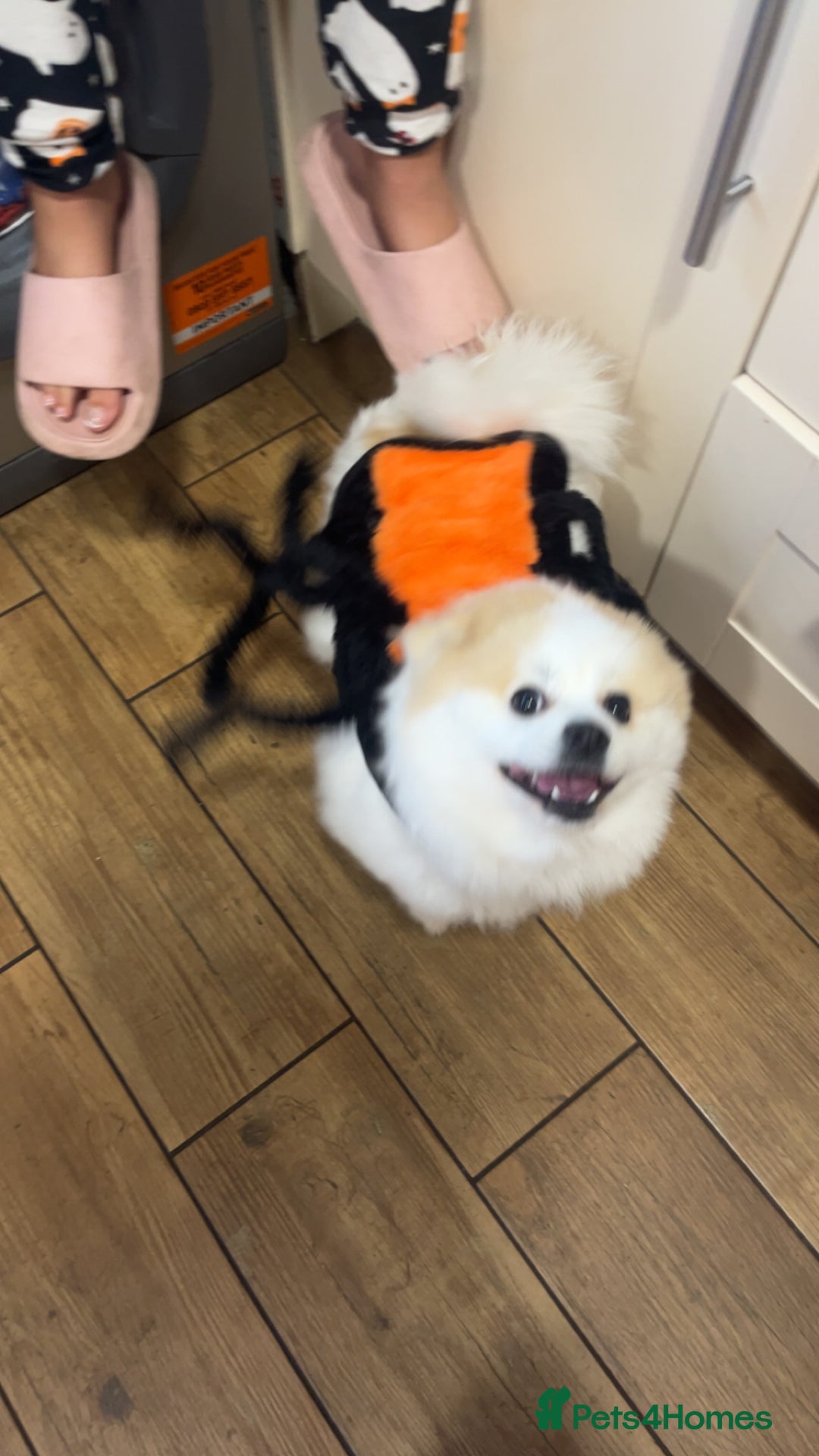 Mixed Breed dogs for sale: angel age 2 - Advert 4