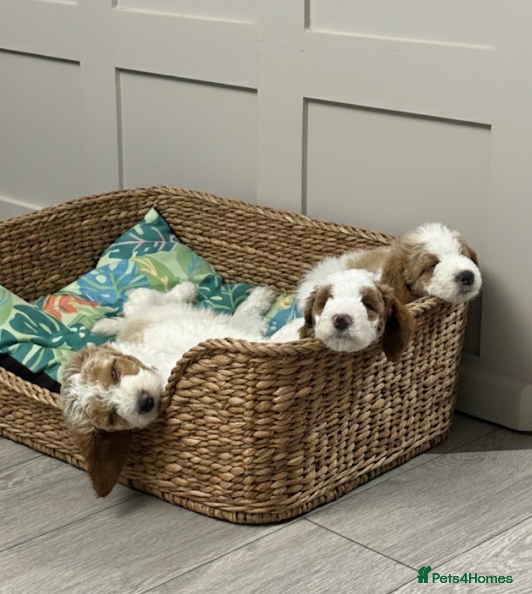 Double Doodle dogs for sale: Parti Double Doodles🐾  - Advert 19