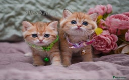 British Shorthair cats for sale: British shorthair Pedigree Neutered  - Image 3