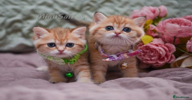 British Shorthair cats - Advert 5