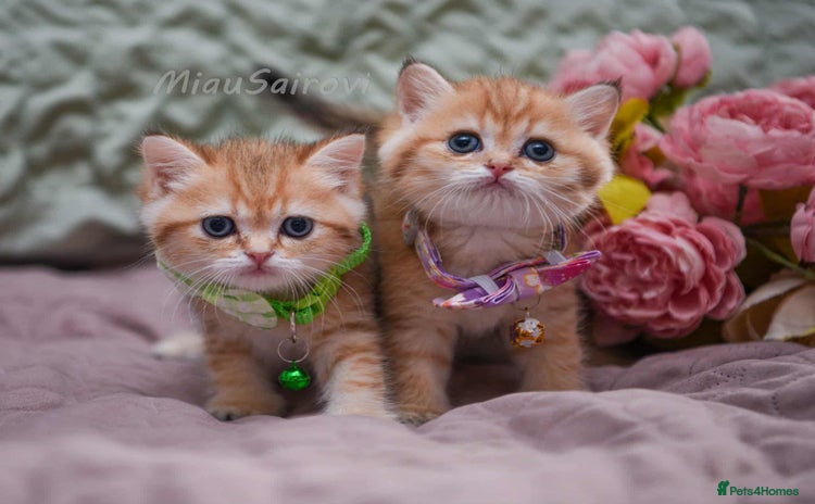 British Shorthair cats - Advert 12