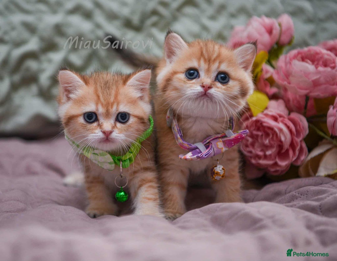 British Shorthair cats for sale: British shorthair Pedigree Neutered  - Image 3