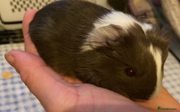 Guinea Pig rodents for sale: Gorgeous baby Guinea pigs - Advert 1
