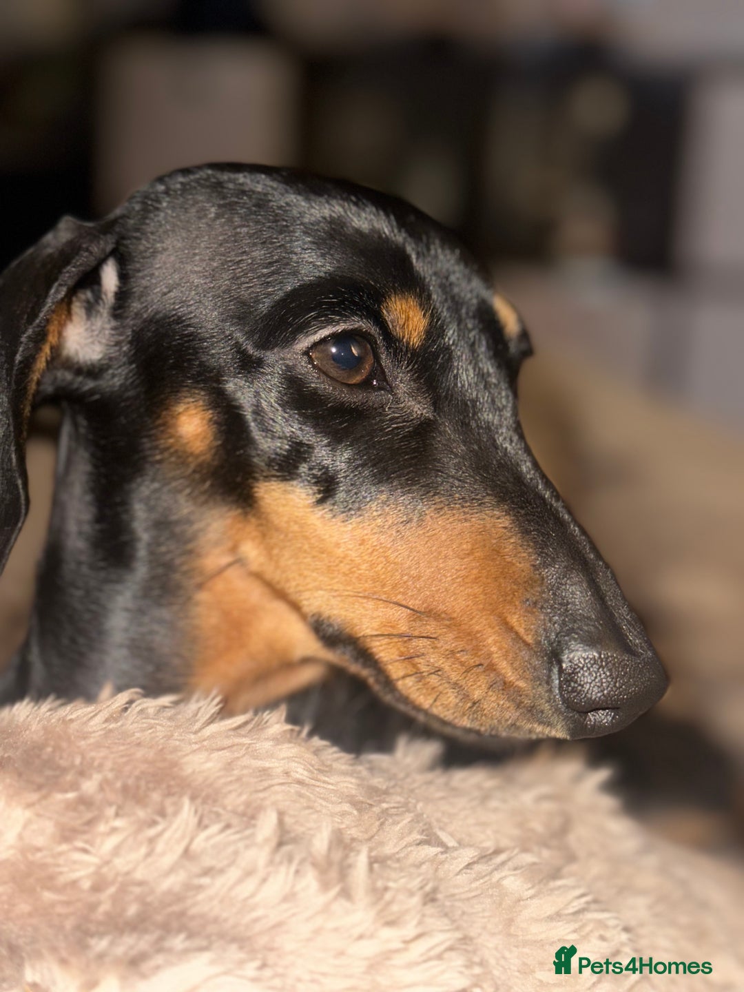 Miniature Dachshund dogs for sale: Mini dachshund for rehome - Advert 3