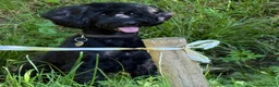 Sproodle dogs for sale: Beautiful F2 Springer-Poodle Cross Pups - Advert 2