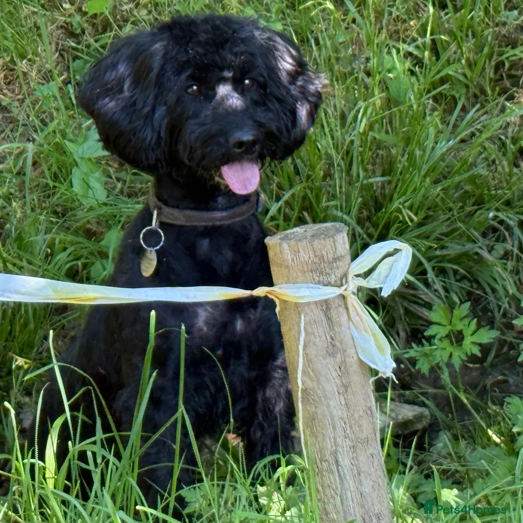 Sproodle dogs for sale: Beautiful F2 Springer-Poodle Cross Pups - Advert 2