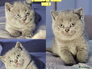 British Shorthair cats Pure Blue British Shorthairs 💙 - Advert 5