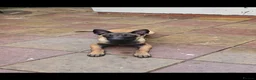 Belgian Shepherd Dog dogs for sale: Kabus - Advert 3
