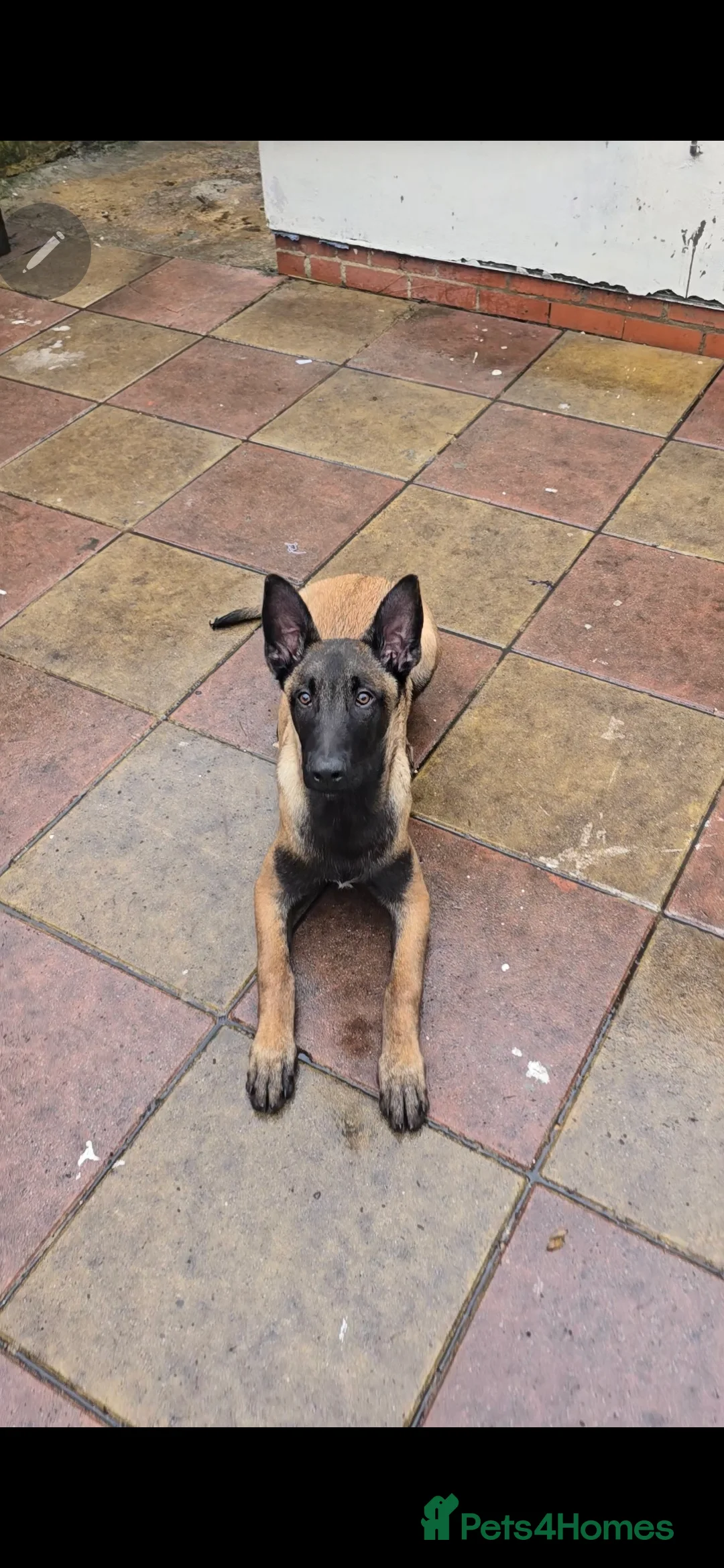 Belgian Shepherd Dog dogs for sale: Kabus - Advert 3