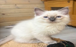 Ragdoll cats for sale: GCCF REGISTERED RAGDOLL KITTENS. 4  BOYS - Image 21