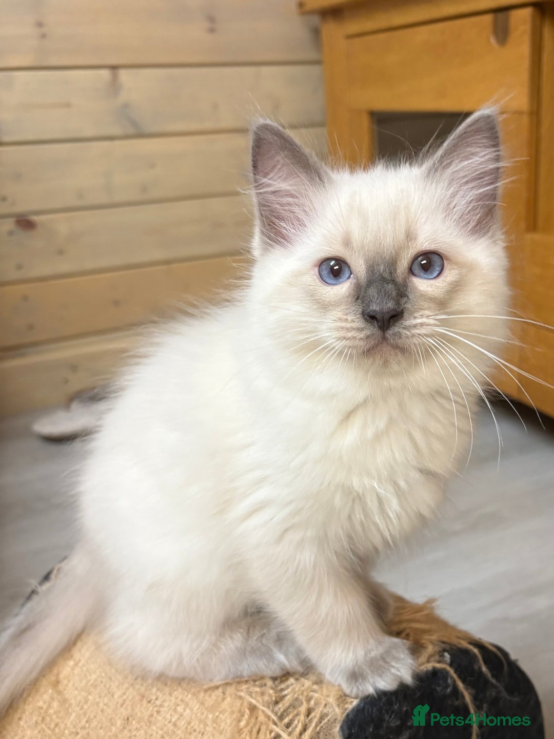 Ragdoll cats for sale: GCCF REGISTERED RAGDOLL KITTENS. 4  BOYS - Image 21