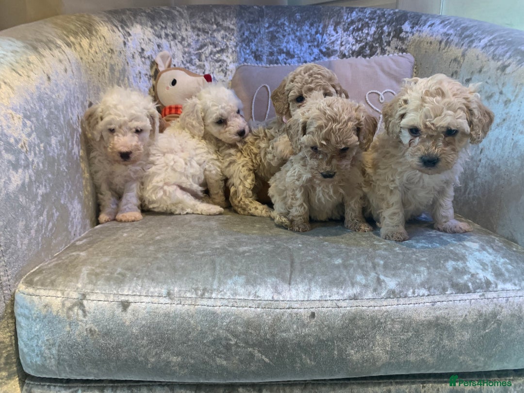 Toy Poodle dogs for sale: ✨Beautiful Litter of Healthy Poodle Puppies ✨🐩 - Advert 15