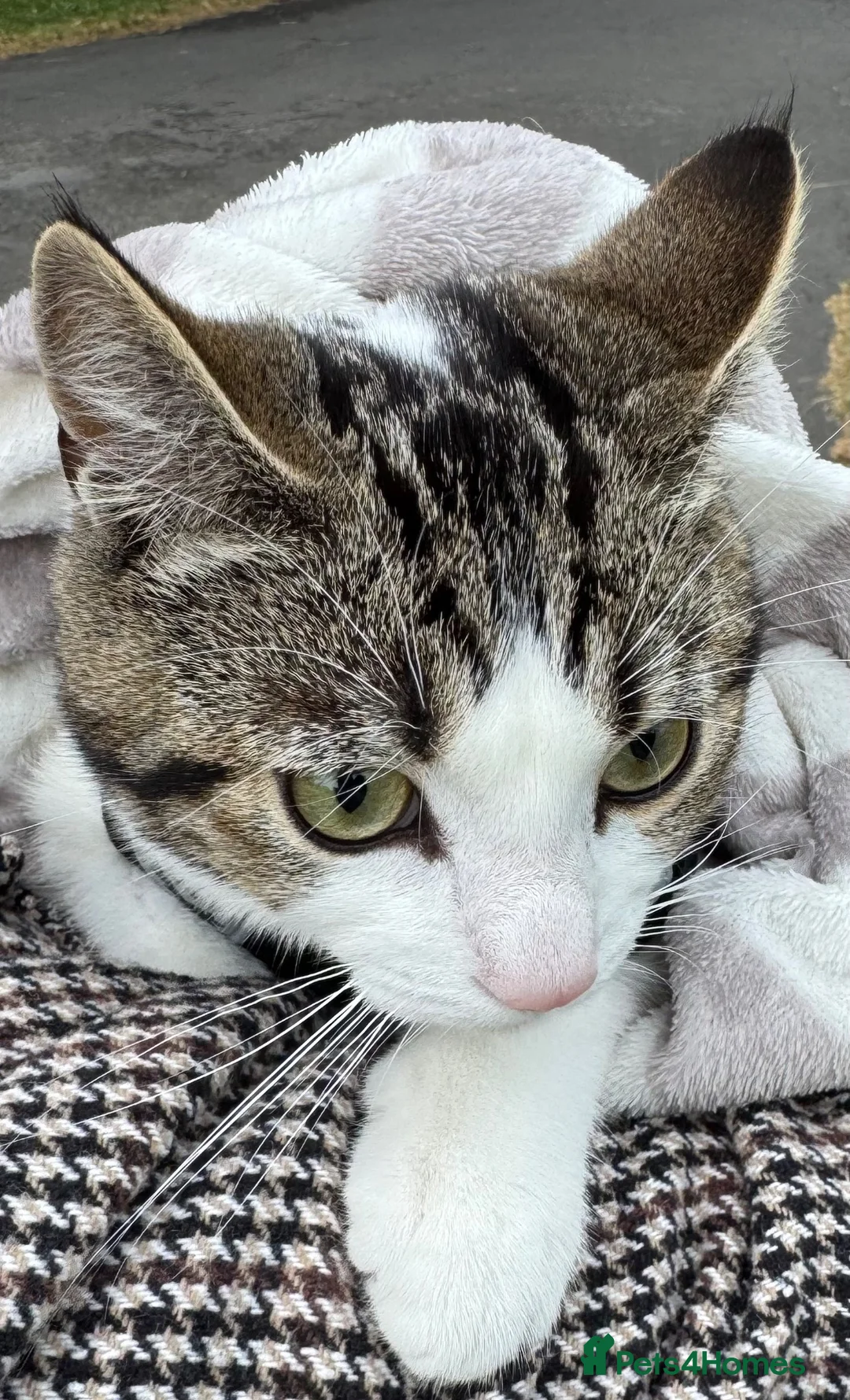 Mixed Breed cats for sale: Half ragdoll half domestic 7 month old kitten  - Advert 5