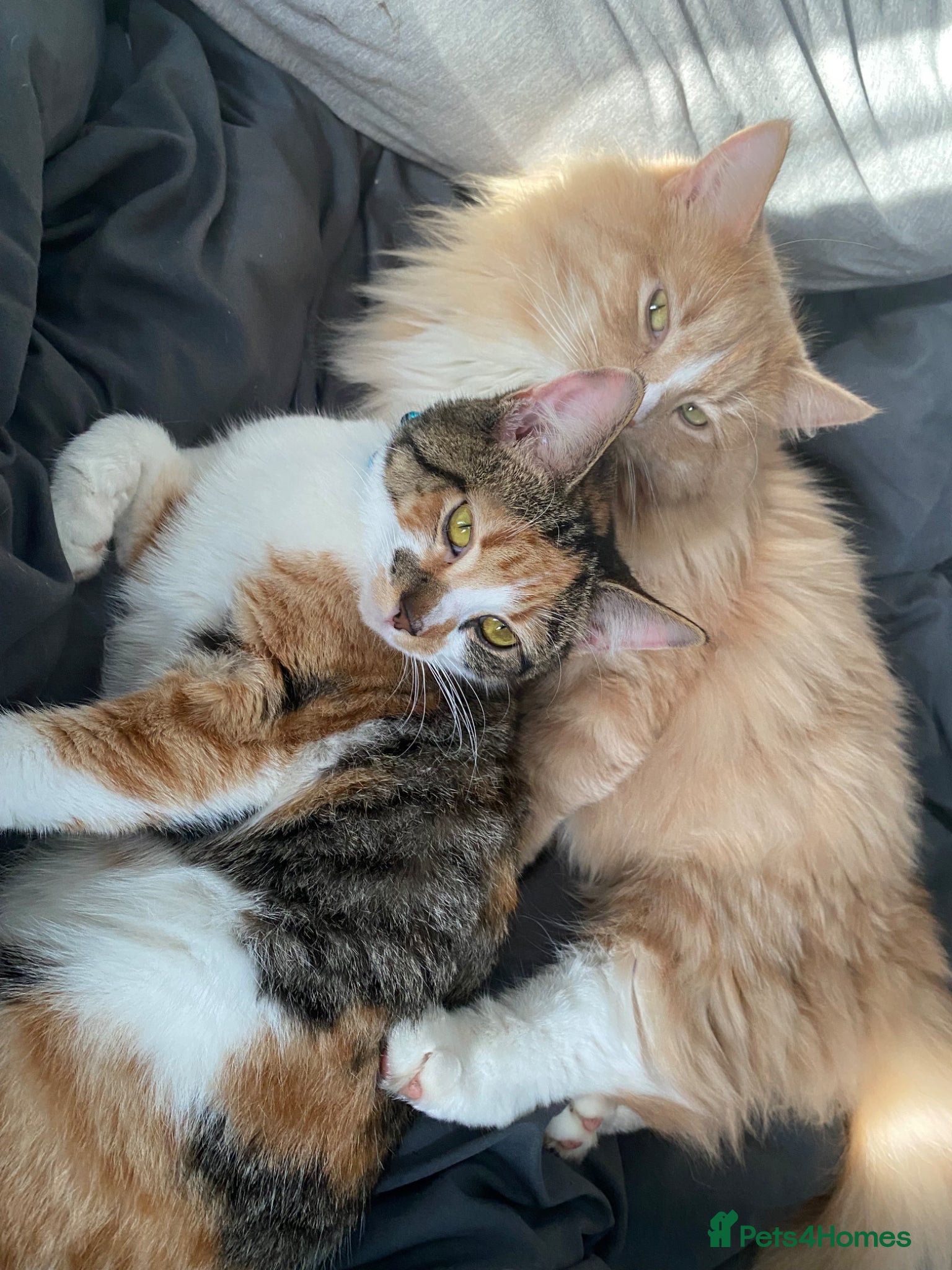 Mixed Breed cats Beautiful fluffy kittens - Advert 1