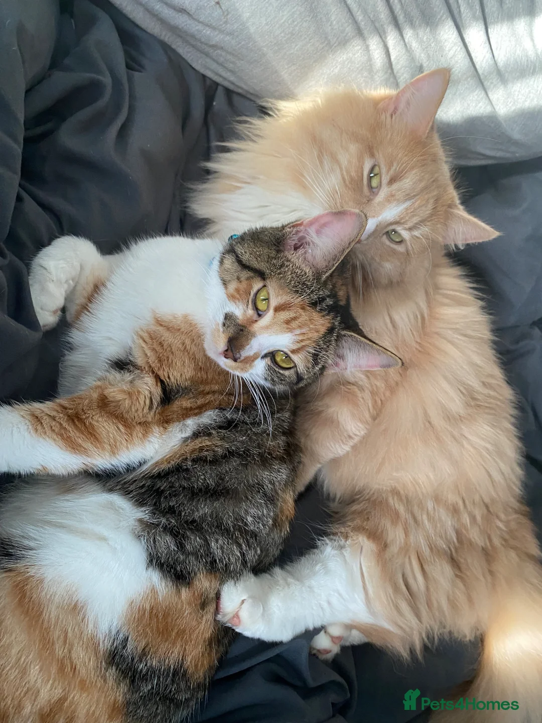 Mixed Breed cats for sale: Beautiful fluffy kittens - Advert 1