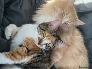 Mixed Breed cats Beautiful fluffy kittens - Advert 1