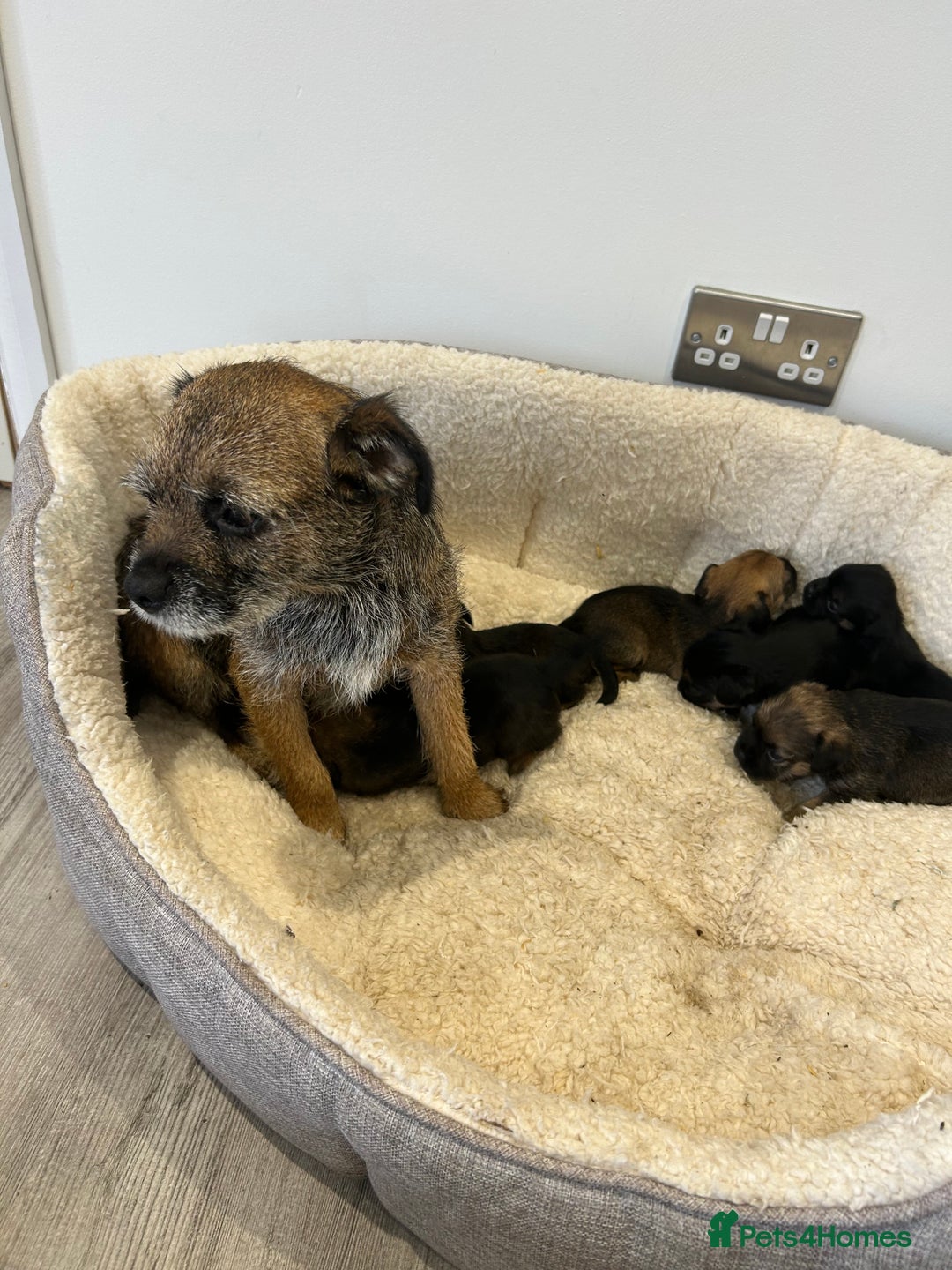 Border Terrier dogs for sale: Slem clear Kc registered Border terrier puppies - Advert 4