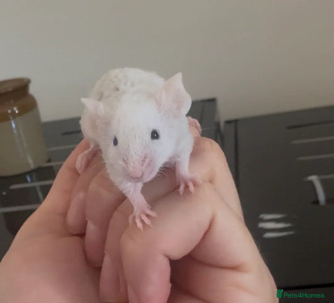 Mouse rodents for sale: Fancy Mice in Norwich - Advert 8